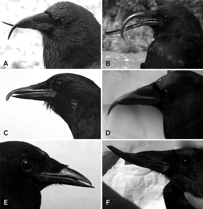 This image has an empty alt attribute; its file name is Examples-of-beak-deformities-in-crows-in-the-Pacific-Northwest-Severe-overgrowth-and.jpg