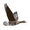 BirdWatch Ireland
