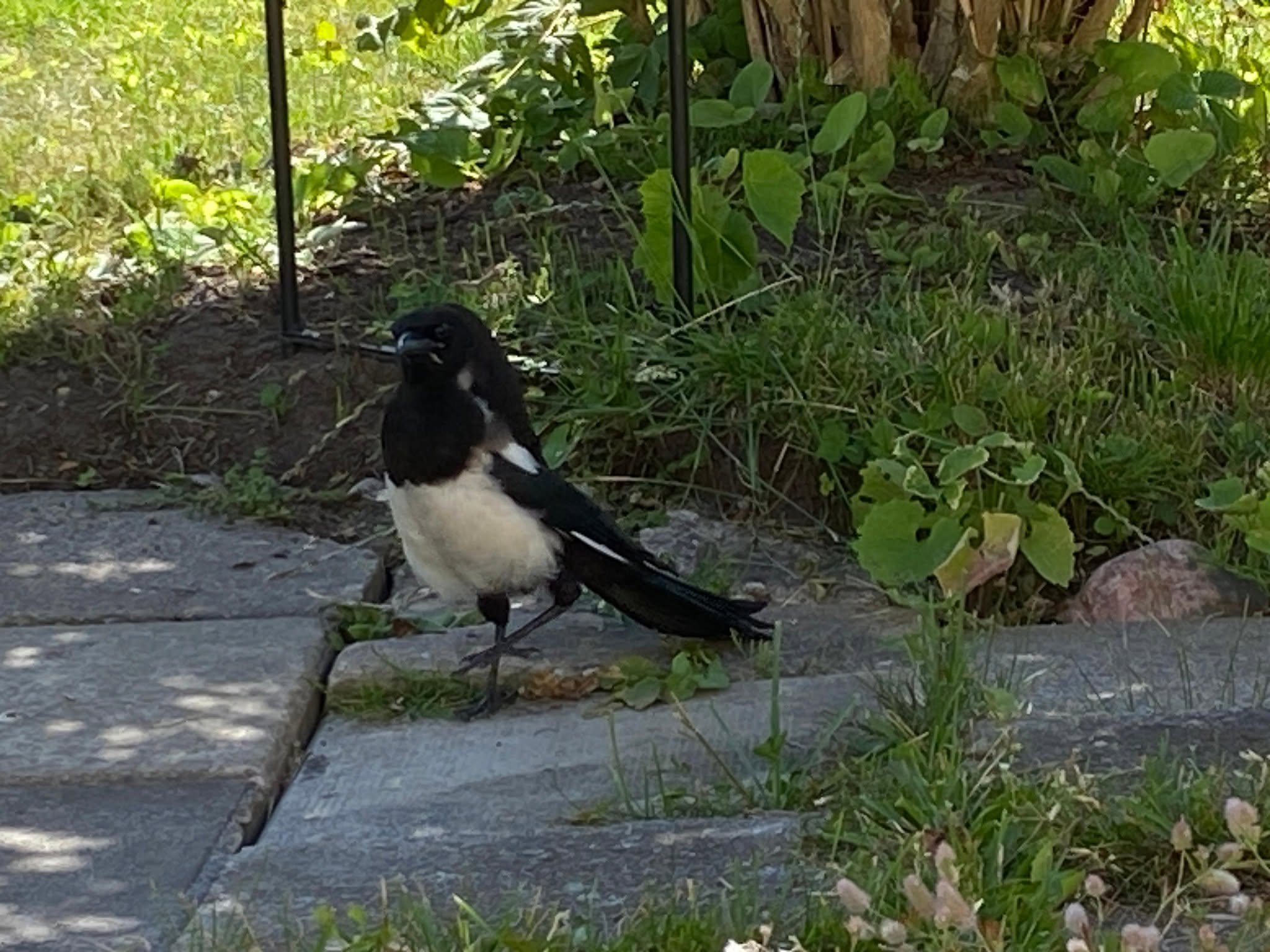 Bird with air under the skin in case of suspected air sac problem