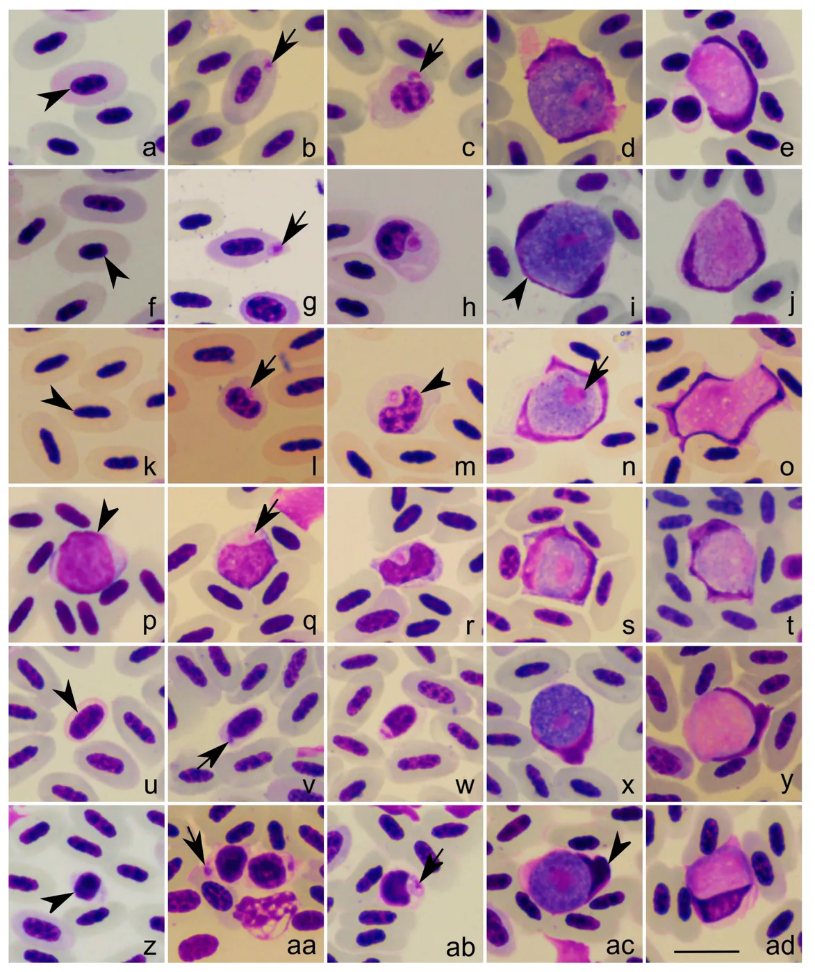 Leucocytozoon blodstadier i forskjellige fugleblodceller fra Chagas et al. 2023